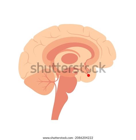 Pituitary Gland Anatomy Human Endocrine System Stock Vector Royalty
