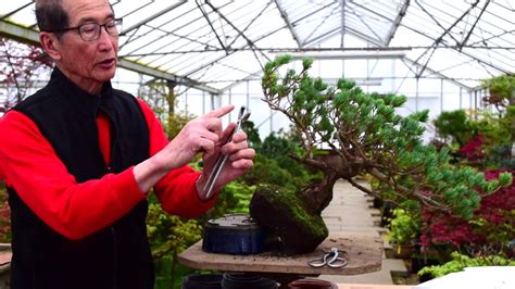 When should i start repotting bonsai juniper? Pine Bonsai Reshape and Prune - YouTube
