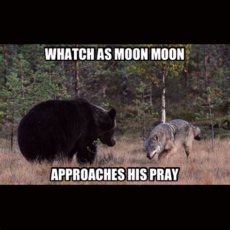 Moon Moon Meme Hilarious And Quirky Internet Humor