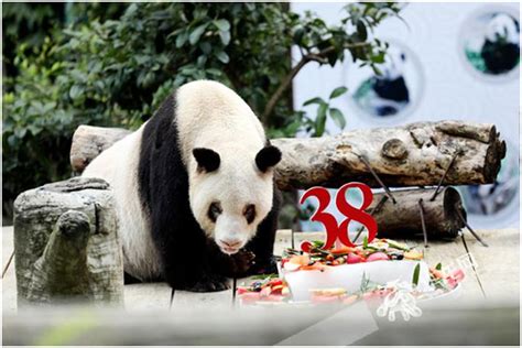 Xinxing The Worlds Oldest Captive Giant Panda Rings In Its 38th