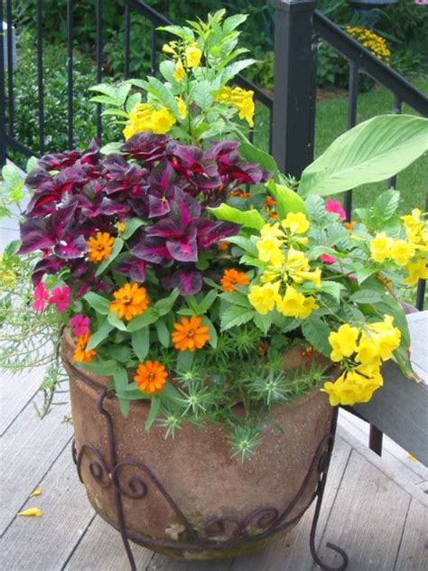 Check out these summer flowering plants that you must get your hands on for brightening up your home decor. 730 best images about Flower Pots and Containers on Pinterest