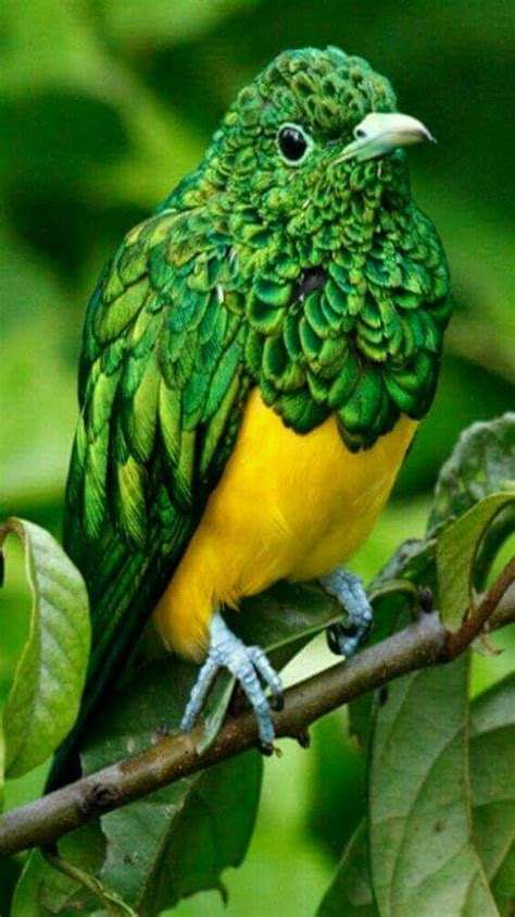 Pin On Exotic Birds