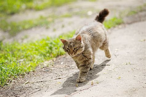 Can Cats Find Their Way Home? (Like, Really?) | Tractive