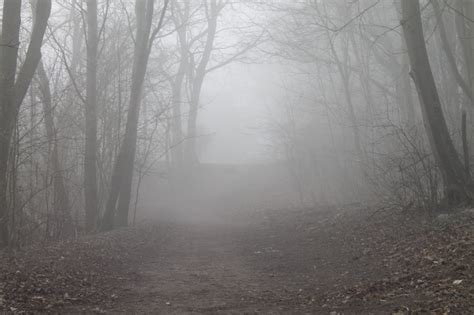 Trail Through Foggy Forest Free Image Download