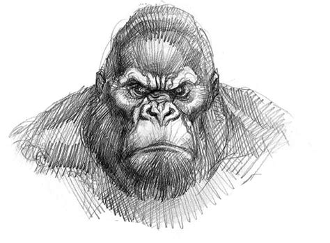 Share King Kong Drawing Easy Latest Xkldase Edu Vn