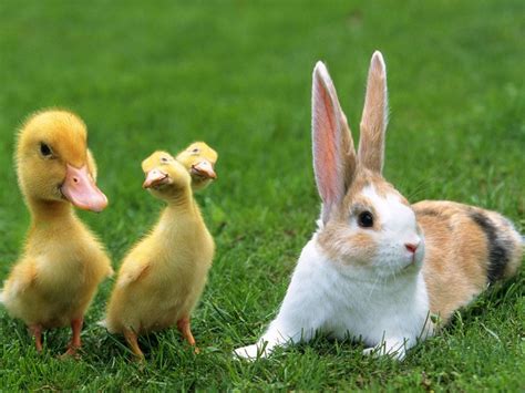 Daily Cool Pictures Gallery Cool And Funny Ducks