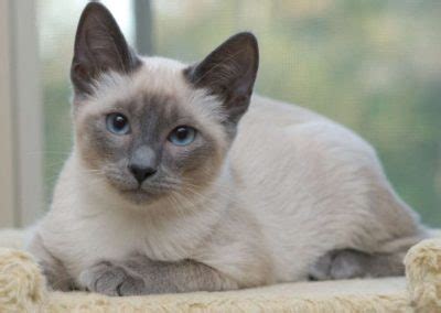Learn about the point colors, body types, history, behavior, rescue and care of this beautiful breed. Blue Point Siamese Cat 101 - Glamorous Cats
