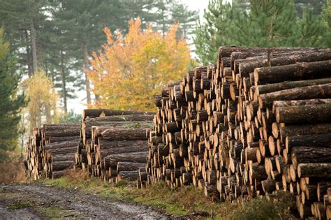 Biomass Logs Aberdeen Renewable Energy Group
