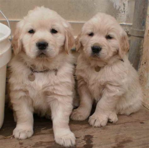 Here's where you can find them Golden Retriever Breeders Colorado | PETSIDI