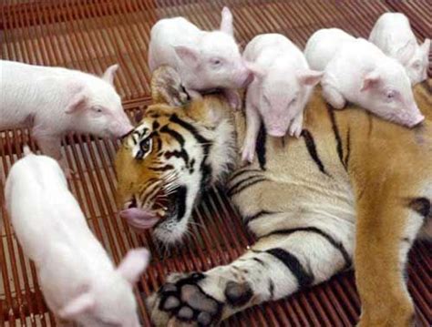 Tiger With Piglets This Could End Badly Unusual Animal Friendships