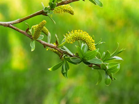 Check spelling or type a new query. Salix Alba Tristis Wikipedia - Salix Alba : Bei einem ...