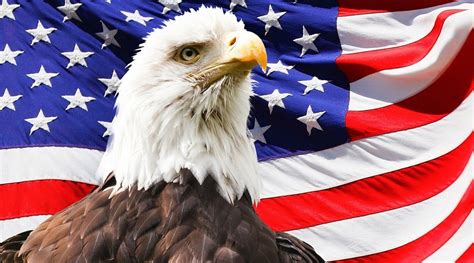 American Eagle Day in 2021/2022 - When, Where, Why, How is Celebrated?