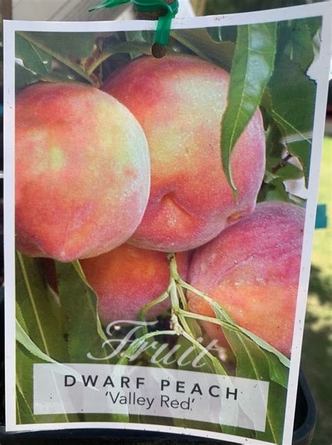 Dwarf Peach Valley Red Lakeside Plants And Nursery