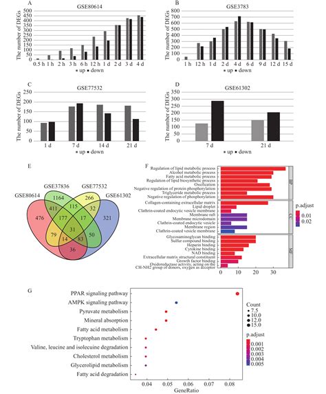 Identification Of The Transcription Factor Klf As A Key Gene During Bm