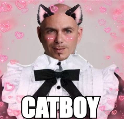 catboy pitbull    worldwide pitbull costume catboy funny memes