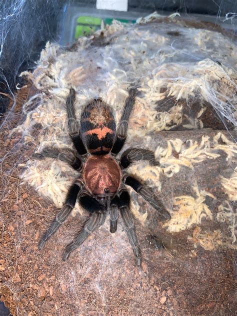 Mature Female Guatemalan Tiger Rump Davus Pentaloris Tarantula By