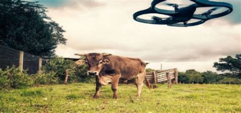 Farmers Are Using Cattle Surveillance Drones To Keep An Eye On Their Livestock