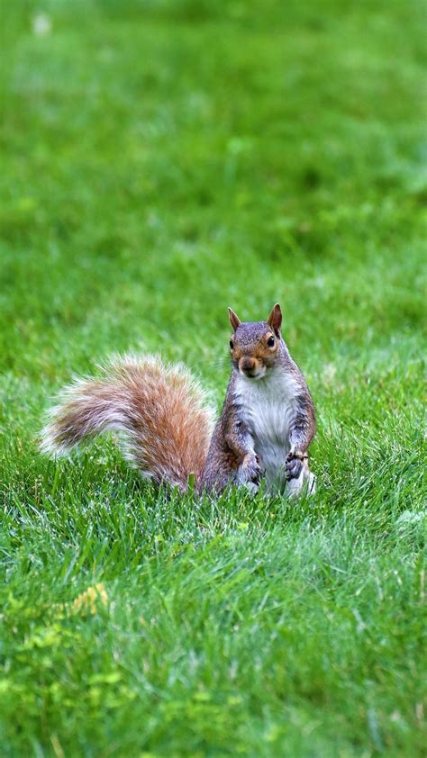 Brown White Squirrel Is Standing On Green Grass Hd Squirrel Wallpapers