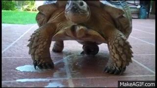 Turtle Has A Orgasm On Make A Gif