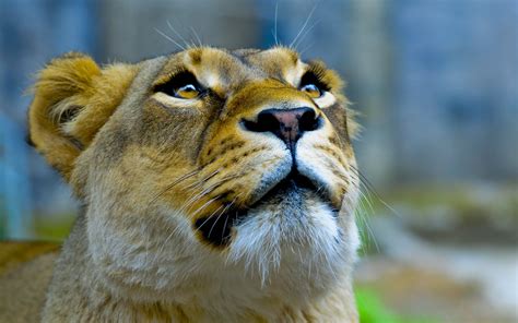 Lioness Close Up Photography Hd Wallpaper Wallpaper Flare