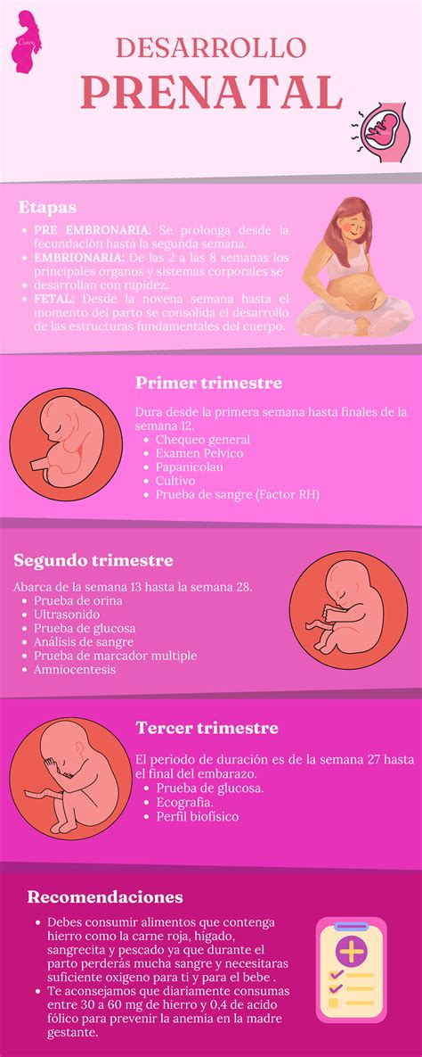 Desarrollo Prenatal Infografia Desarrollo Prenatal Pre Embronaria