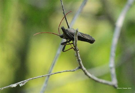 Kissing Bug Photograph By Jessica Lamson Pixels