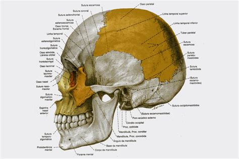 Partes Del Cranio Humano