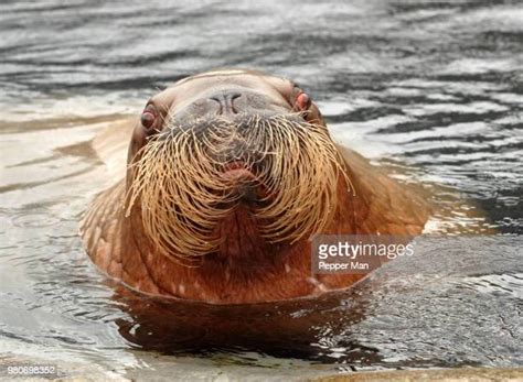 Walrus Face Fotografías E Imágenes De Stock Getty Images