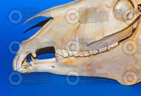 Equus Caballus Horse Skull Lateral View Compact Osseous Tissue