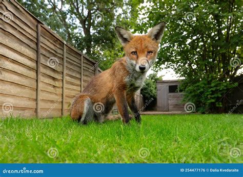 Close Up Of A Red Fox Sitting On Green Grass In A Garden Stock Photo