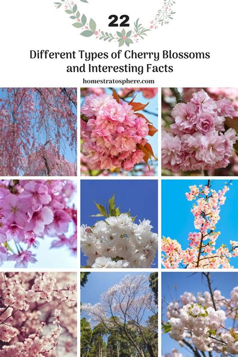 22 Different Types Of Cherry Blossoms And Interesting Facts Types Of