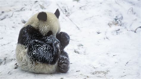 Adorable Footage Shows A Panda Having The Time Of Its Life In The Snow