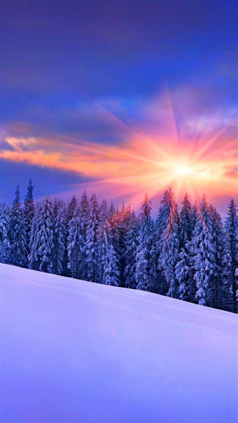Free Download Wallpaper Winter Snow Pine Tree Tree Forest Sunset
