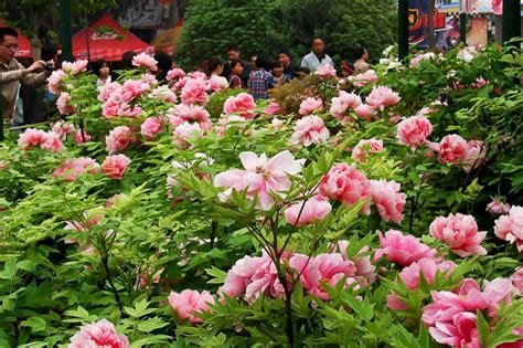 Luoyang Peony Festival 2013 Is Being Held Now Easy Tour China