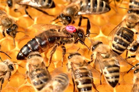 8 Interesting Facts About The Queen Bee Complete Beehives