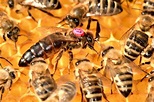 8 Interesting Facts About the Queen Bee - Complete Beehives