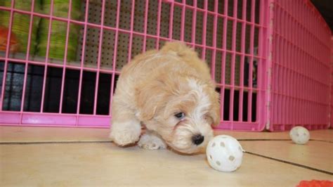 Puppies For Sale Local Breeders Adorable Cavapoo Puppies For Sale