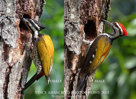 Common Flameback Woodpecker Dinopium Javanense Pair Pre Flickr