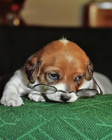 Sad Puppy Wearing Glasses Photograph By Vintage Images Fine Art America