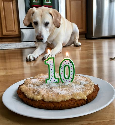 15 Healthy Doggie Birthday Cake Easy Recipes To Make At Home