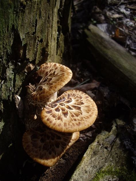 11 Best Edible Mushrooms Found In Iowa Images On Pinterest Edible