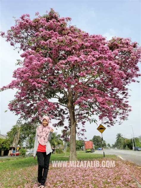 Pokok Sakura Malaysia