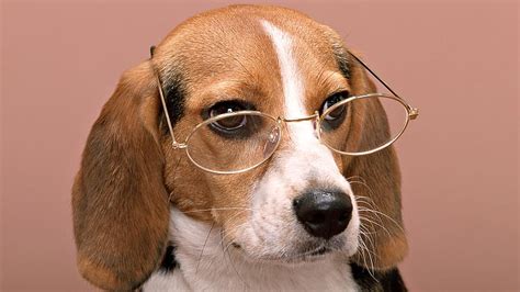 Dogs Dog Animal Glasses Beagle Hd Wallpaper Peakpx