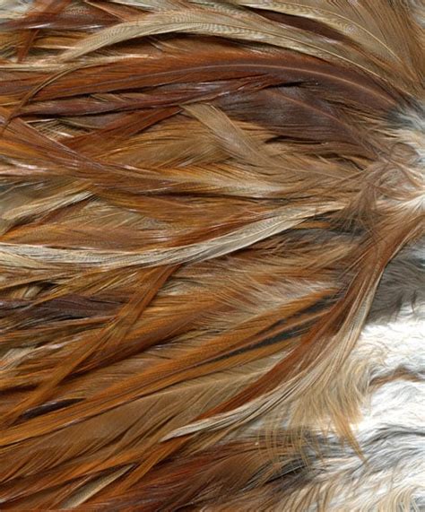 Free Texture Tuesday Fur And Feathers Bittbox