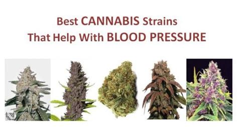 Best Cannabis Strains For Blood Pressure Hypertension Reliever 420