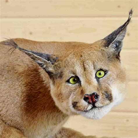 39 Taxidermy Fails Wtf Gallery Ebaums World