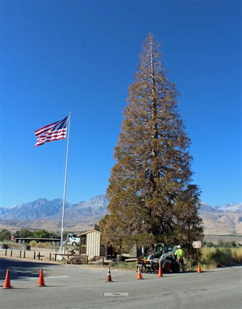 the big pine giant sequoia roosevelt tree passes into history sierra wave eastern sierra