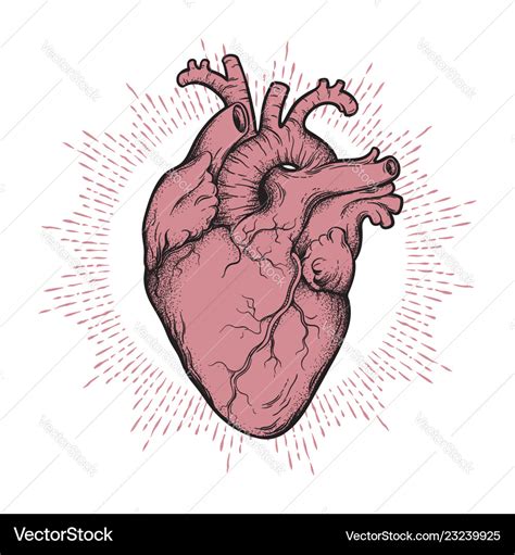 Anatomical Heart Outline Tattoo