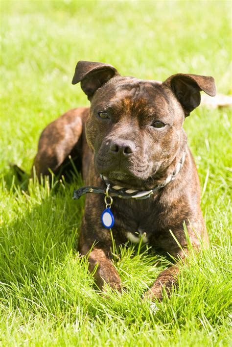 Staffordshire Bull Terrier Dog Breed Everything About Staffies