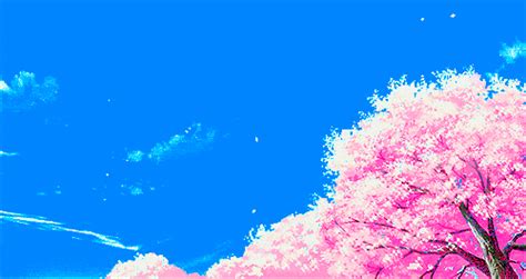 Japanese Cherry Blossoms S On Giphy